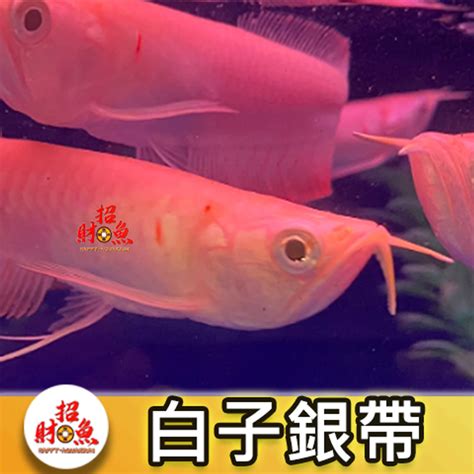 白子銀帶飼養|銀龍魚新魚該怎麼養？銀龍魚的飼料管理